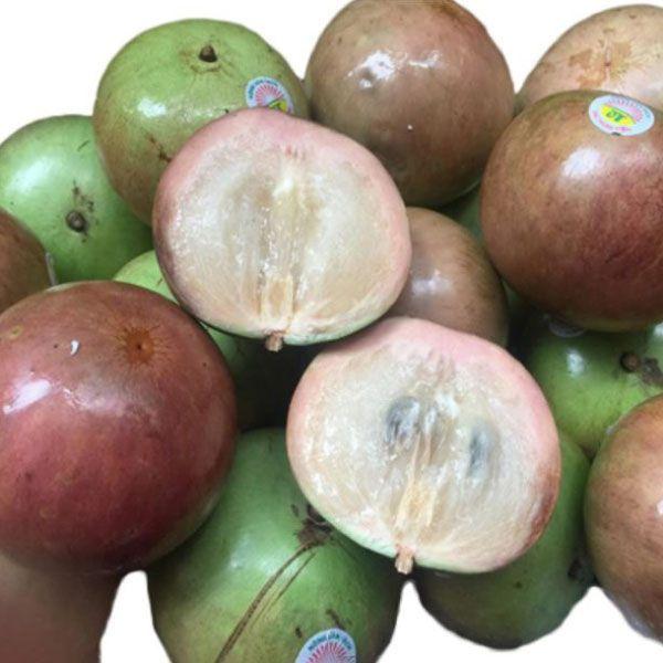 CÂY GIỐNG Vú sữa Lò Rèn QUẢ SỚM