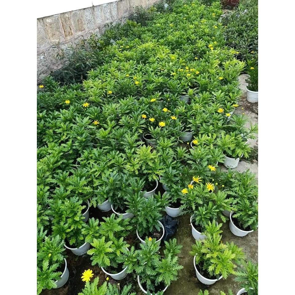 Cây hoa cúc thân gỗ