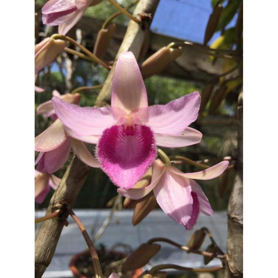 Dã hac châu như cây giống