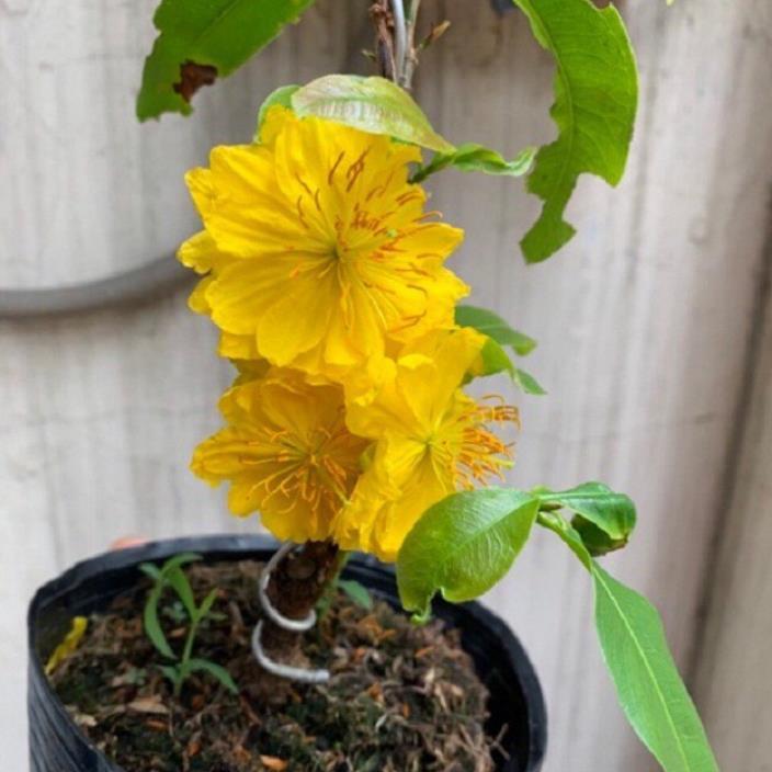 BẦU CÂY GIỐNG MAI VÀNG CÁNH KÉP ĐẠI LỘC