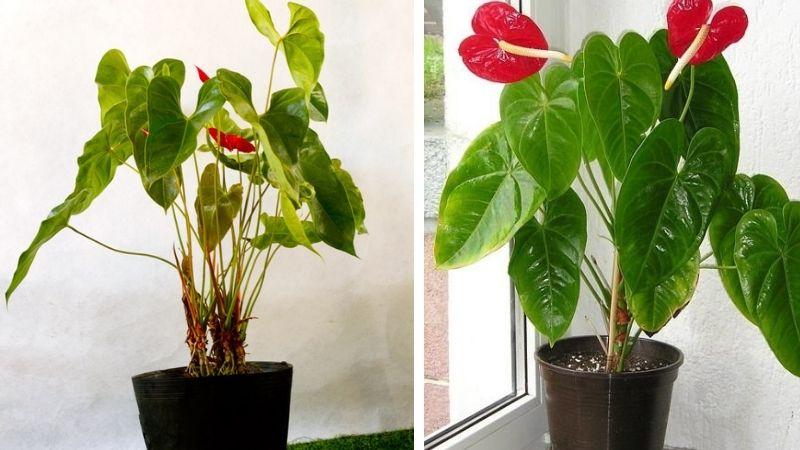 COMBO 2 CÂY HỒNG MÔN