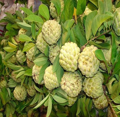 Cây na dai, giống na dai siêu quả thơm ngon