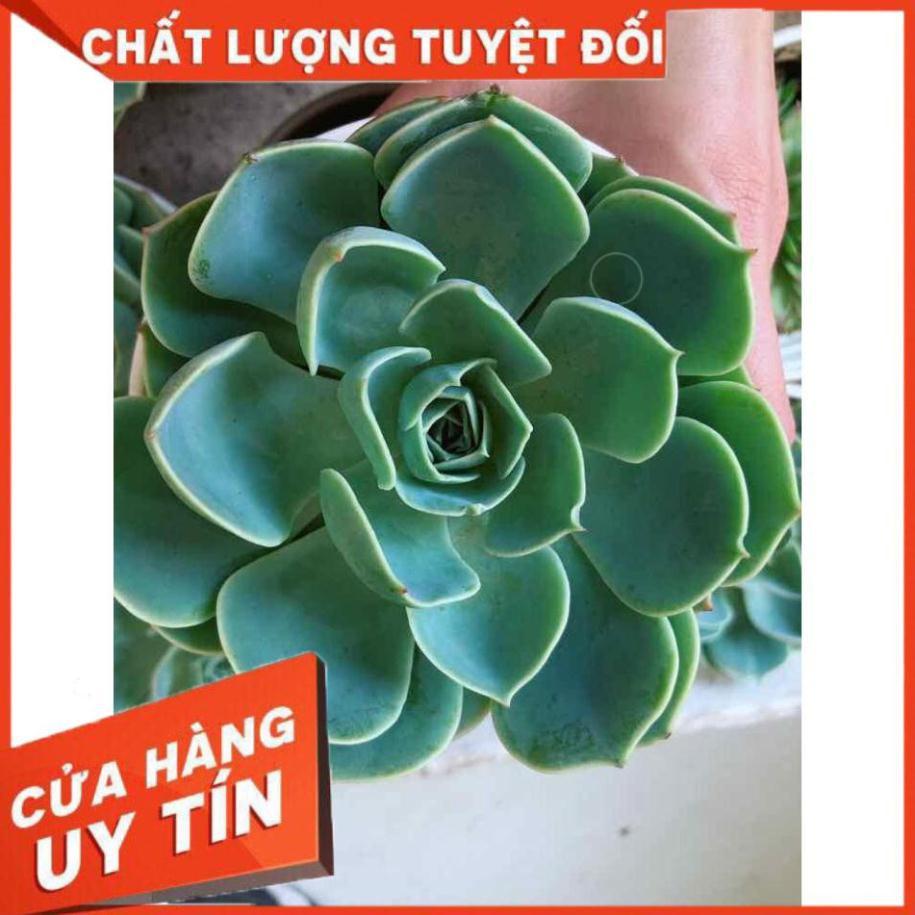 Sen đá xanh đất kèm chậu sứ trắng Nhiều Người Mua
