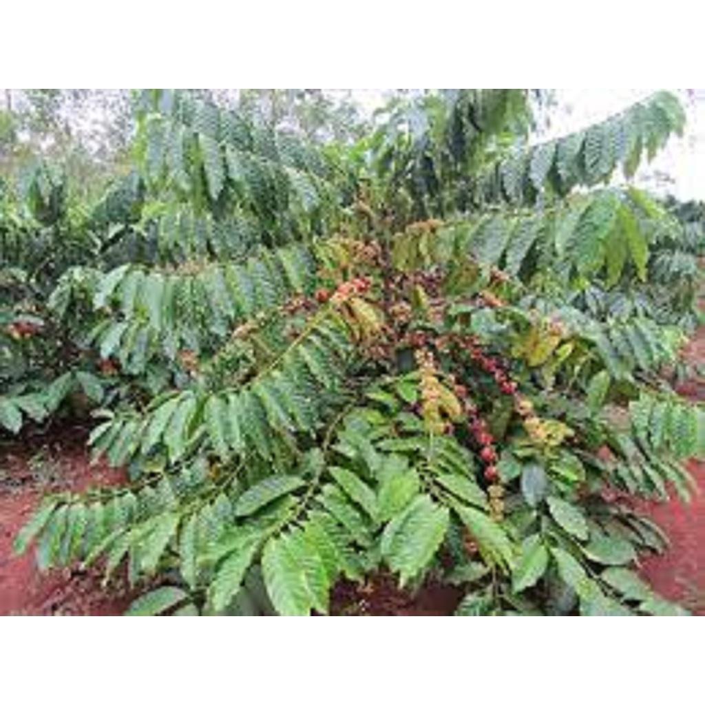 Cây giống Cà Phê TR9 ghép CAO SẢN . .
