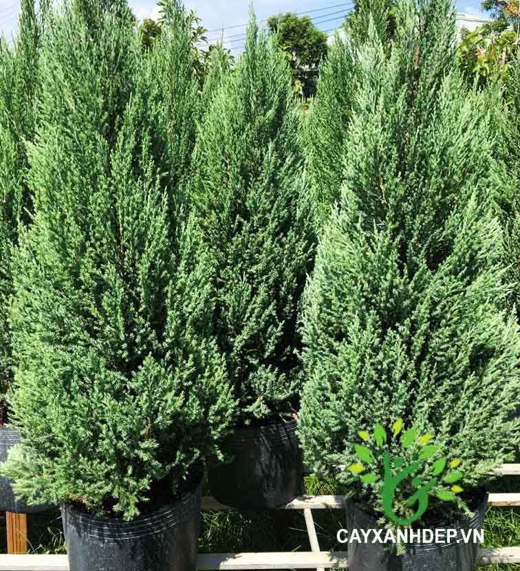 Cây Sơn Tùng, Cây Trang Trí Giáng Sinh, Cây Thông Noel Cao 1m5 - Cây Thông Thật