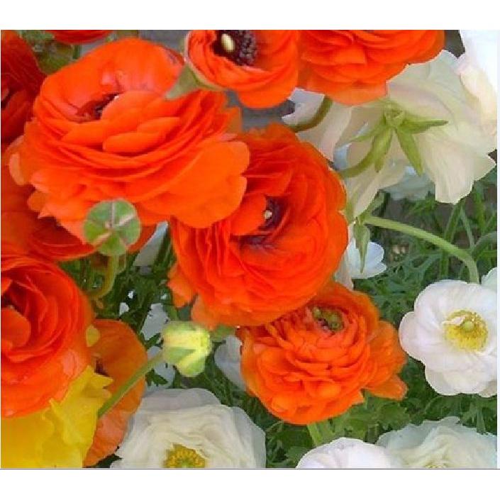 Hạt giống hoa hồng ri ba tư mix màu KNS3425 - Gói 10 hạt