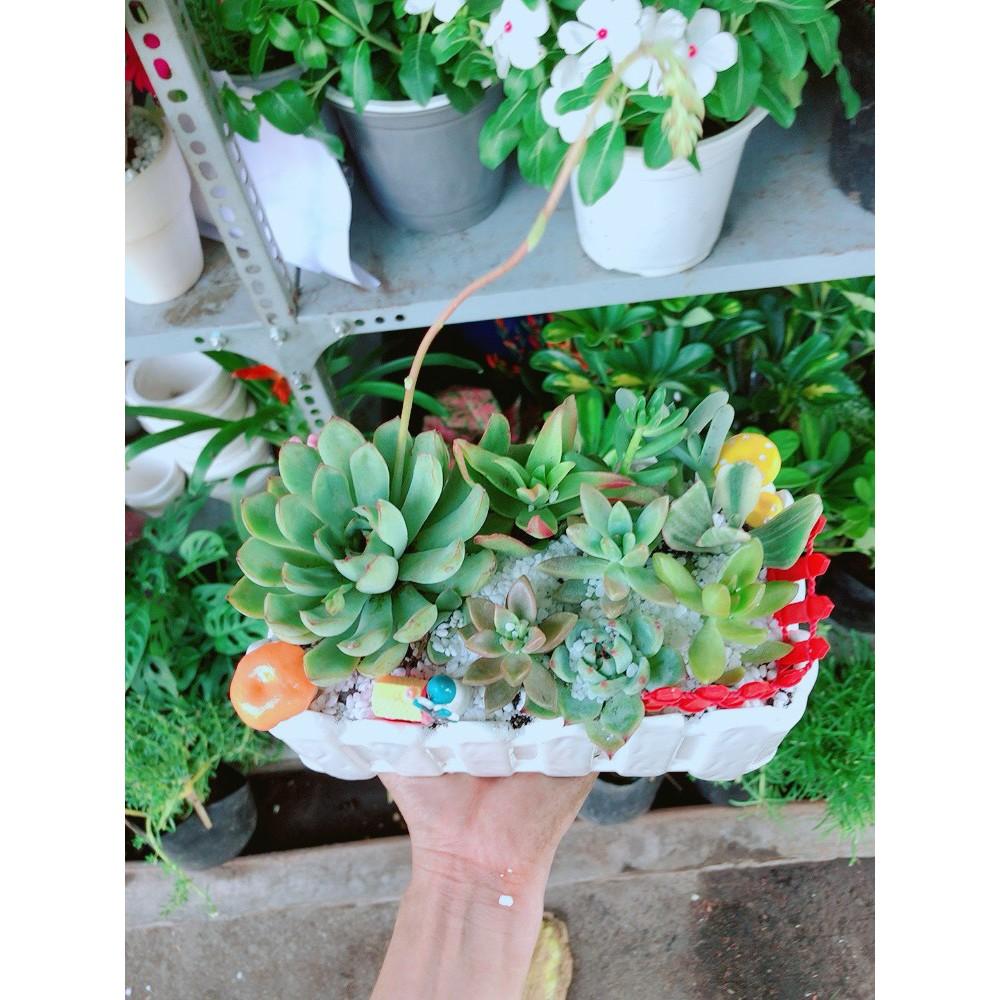 Chậu sen đá tiểu cảnh