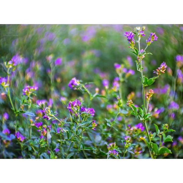 Hạt Giống Cỏ Linh Lăng ALFALFA - gói 100g - Hạt cỏ siêu dinh dưỡng cho chăn nuôi dành cho dê, cừu, thỏ...