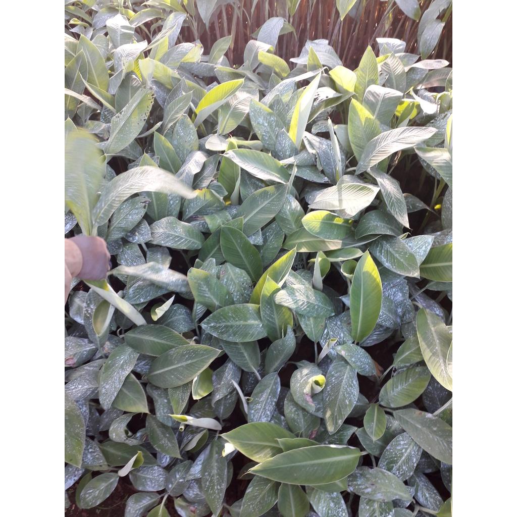 CÂY GIỐNG CHUỐI SÁP cấy mô  giao hàng nhanh