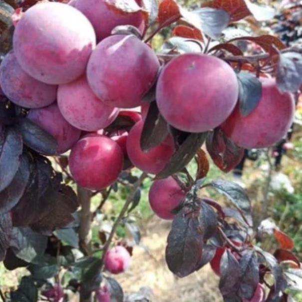 Cây Giống Mận Đỏ Mexico