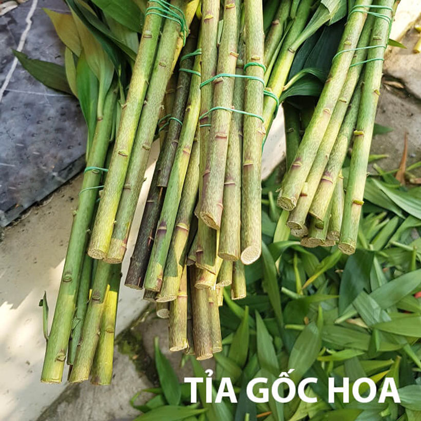 DUNG DỊCH BẢO QUẢN HOA LILY LÂU TÀN, KIỀM HOA KHÔNG NỞ VÀ “NGỦ ĐÔNG” TRÊN 15 NGÀY TẠI NHÀ VƯỜN TRỒNG HOA THEO CÔNG NGHỆ ISRAEL