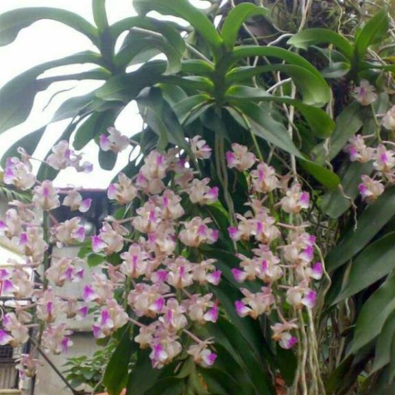 Hoa phong lan tam bảo sắc