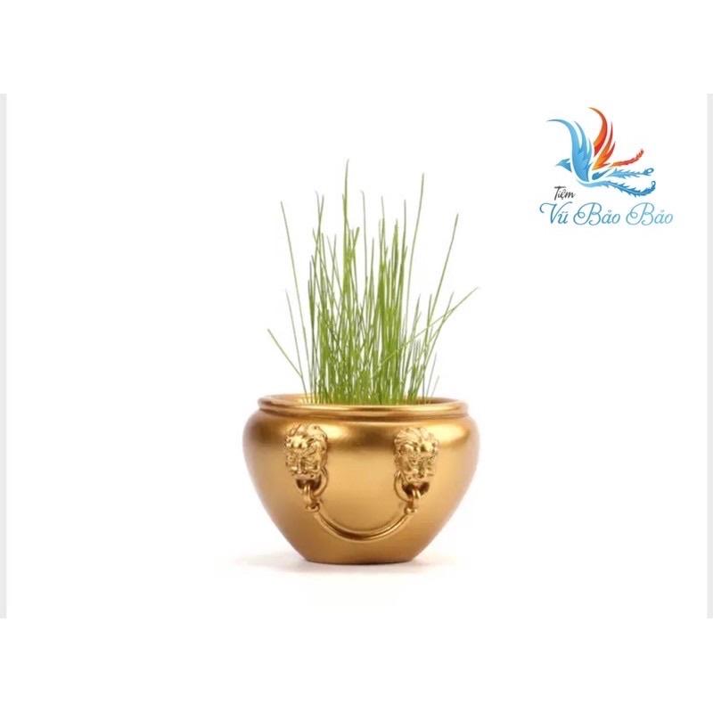 Chum chậu cây trong nhà chậu nhỏ văn phòng để bàn trang trí