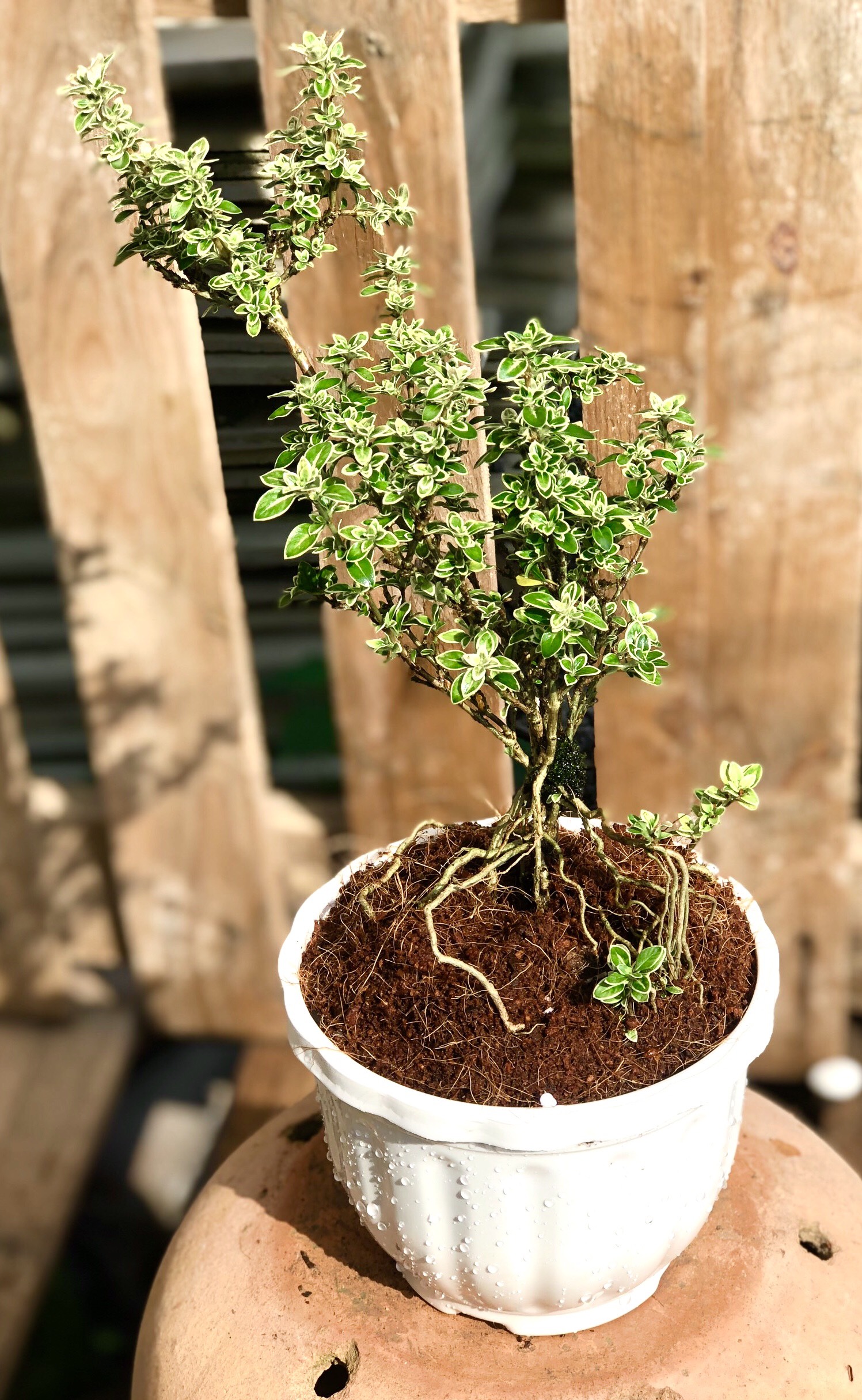 Chậu cây Bạch Tuyết Mai