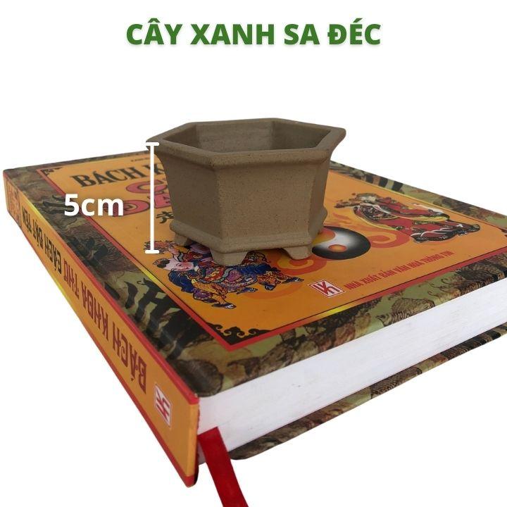 Chậu lục giác mini đáy xuông CK1A và đáy bầu CK1B cho bonsai mini để bàn, sen đá, xương rồng