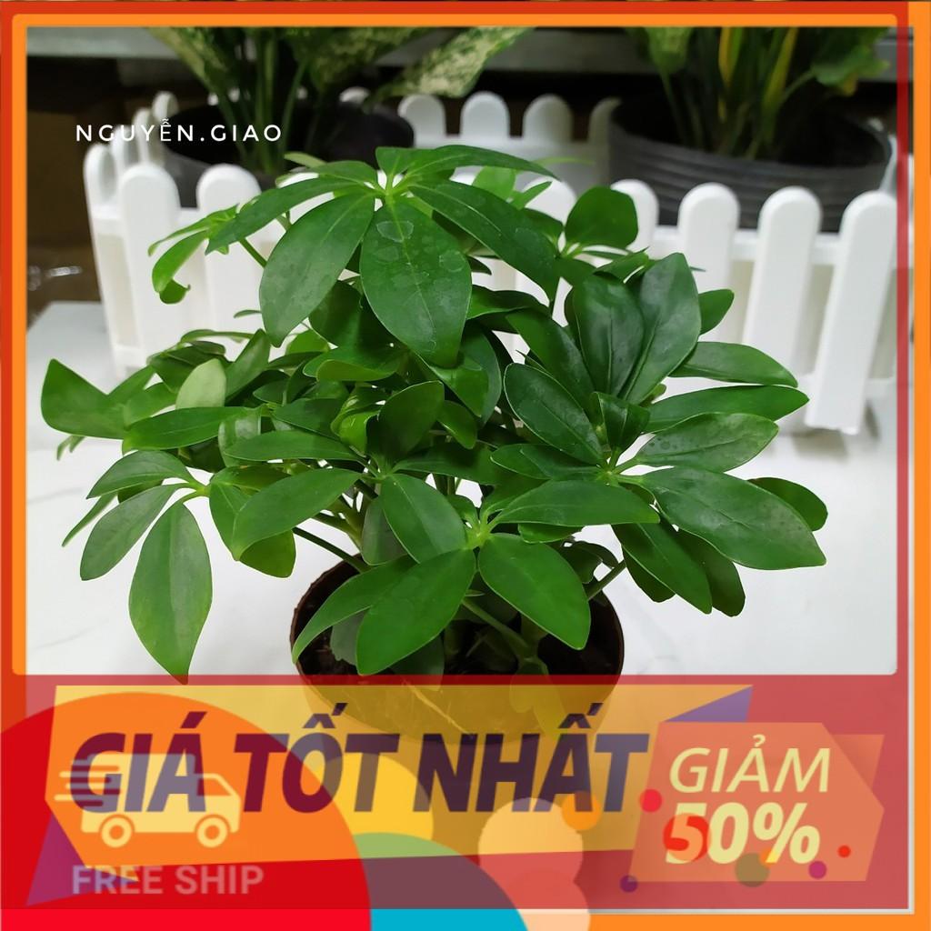 Cây Ngũ Gia Bì
