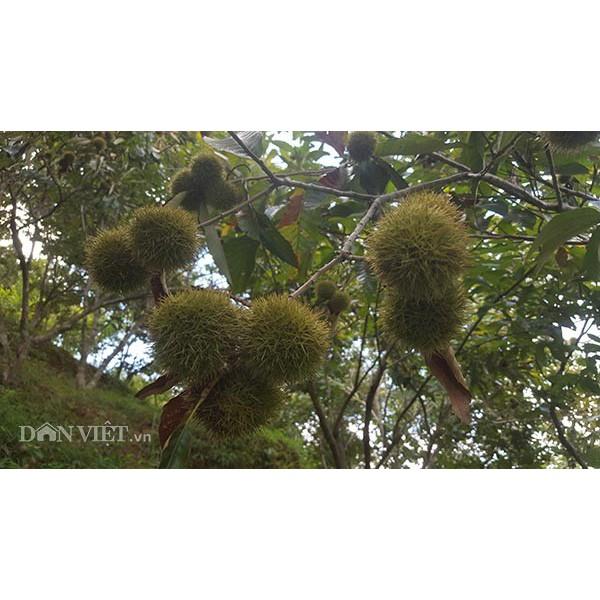 CÂY GIỐNG CÂY HẠT DẺ TRÙNG KHÁNH