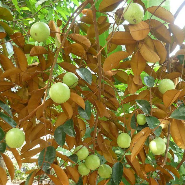 Cây giống vú sữa lò rèn cây đẹp giống chuẩn