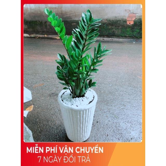 Chậu Kim Tiền Size Đại