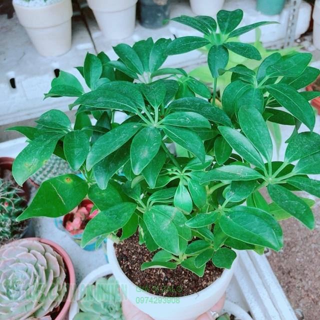 Chậu ngũ gia bì