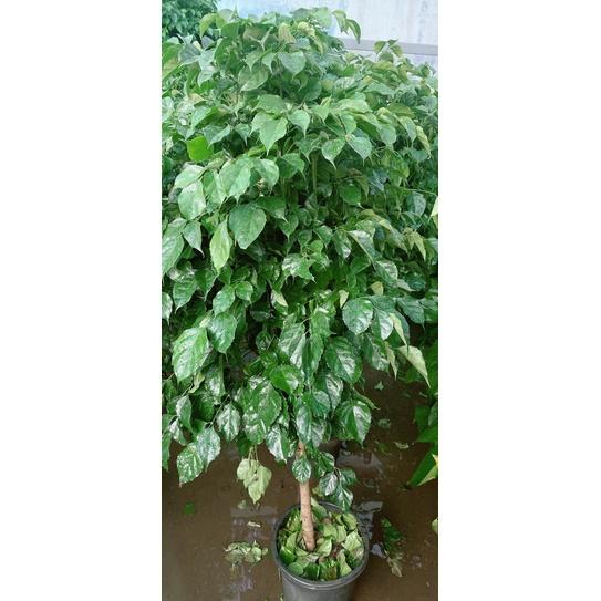 Ngũ Gia Bì Lớn