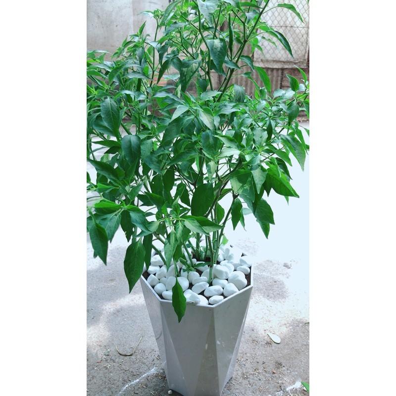 Chậu Ớt Hiểm