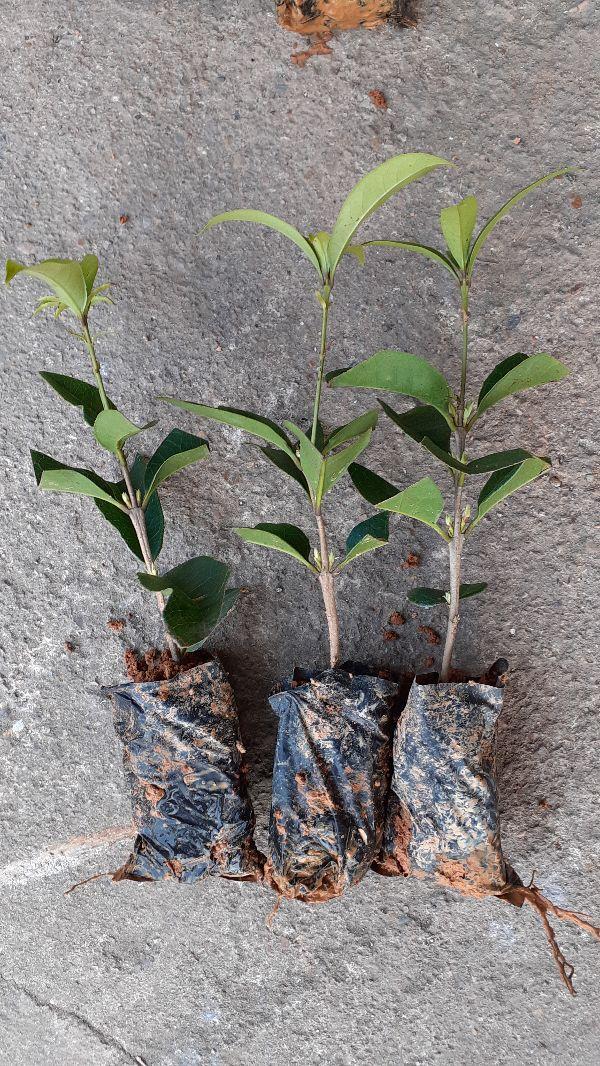 Cây hoa mộc hương ta 4 cây cây đẹp chuẩn giống