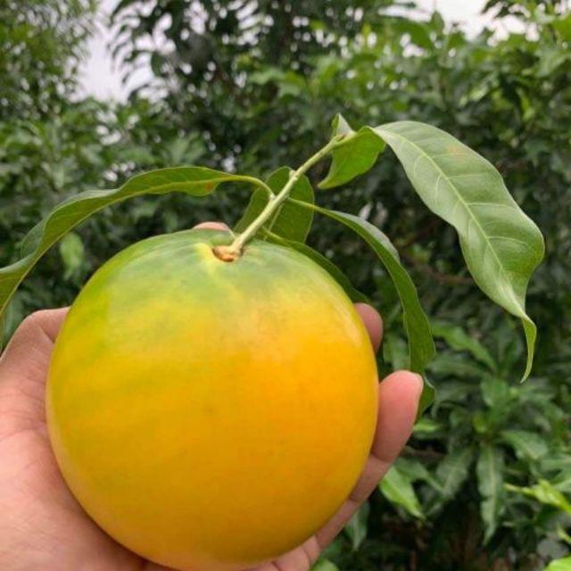 Cây giống Vú sữa Hoàng Kim