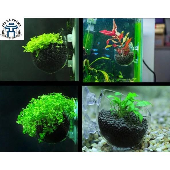 Cốc Trồng Cây Thủy Sinh - Trang Trí Bể Cá Cảnh, Bể Thủy Sinh