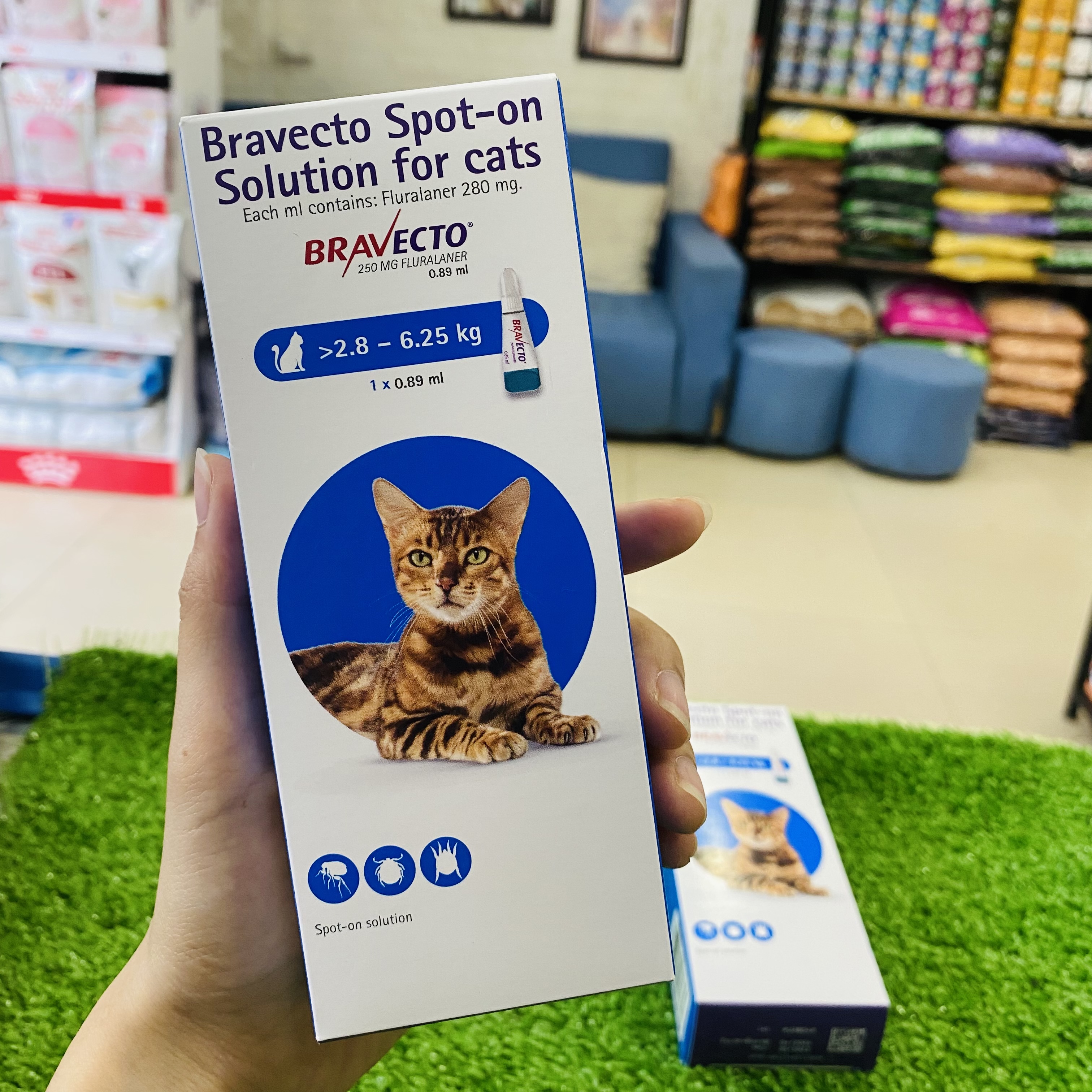 Bravecto cho mèo