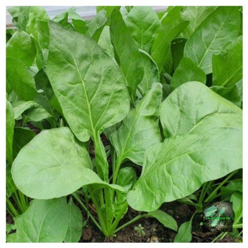 Hạt giống Cải bó xôi, đóng gói 20gr , giàu dinh dưỡng, dễ trồng, ít sâu bệnh