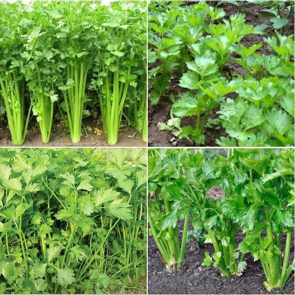 Combo 3 gói Hạt giống rau cần tây chịu nhiệt