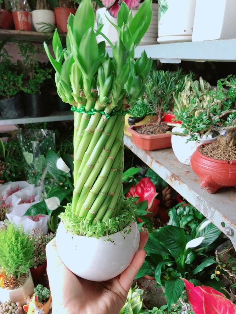 Chậu Trúc Phát Tài