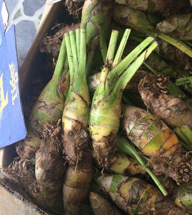 Combo 2 Củ  hoa địa lan santo hoa màu cam