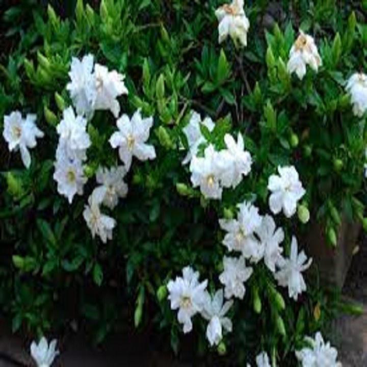 CÂY HOA NGỌC BÚT CÁNH KÉP TRẮNG TO