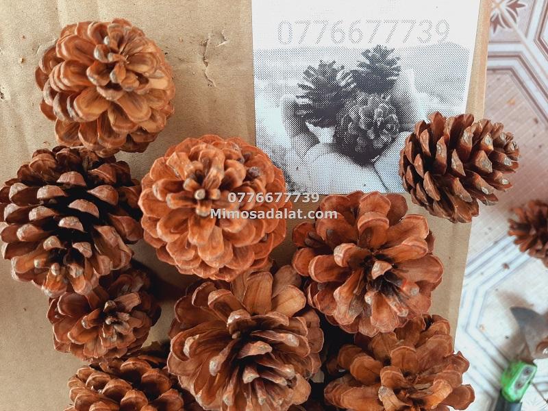 3kg trái thông trang trí noel, decor handmade từ quả thông khô