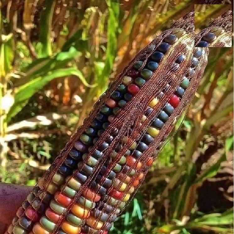 Hạt giống ngô ngũ sắc  - 1 gói 30 hạt