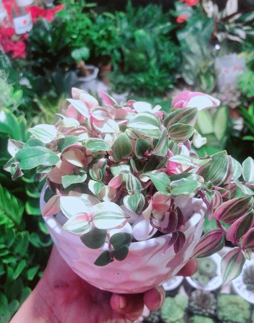 Cây Thằn Lằn Thái Kèm Chậu Sứ