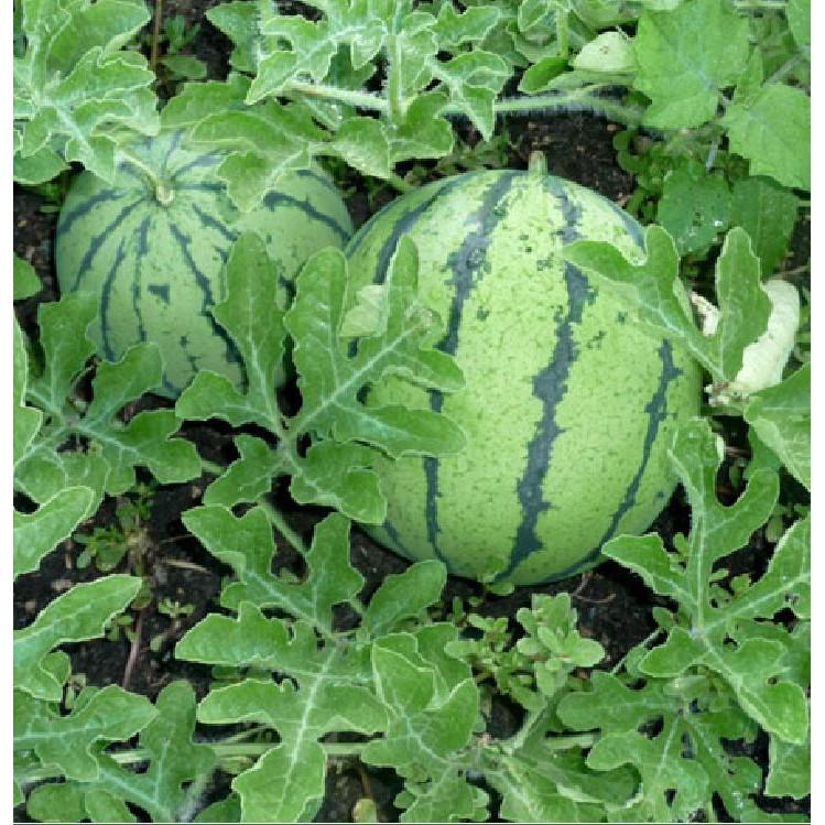 Hạt giống dưa hấu ruột đỏ quả tròn - 1 gói 10 hạt/Kèm gói kích hạt nảy mầm