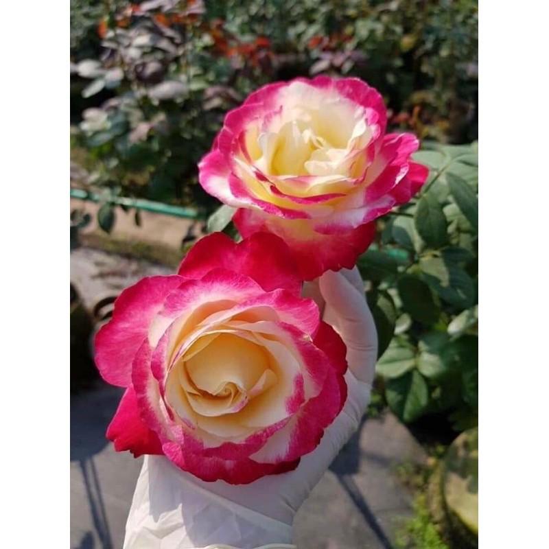 Cây hoa Hồng Double Delight rose