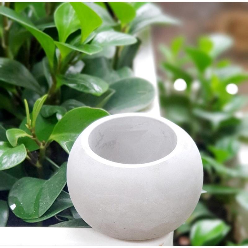 Trụ Trồng Chầu Bà Leo,trụ Cho Cây Leo