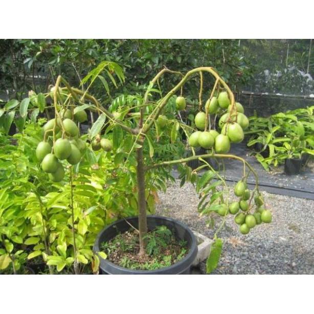 COMBO 2 cây CÓC THÁI siêu quả - hàng cây giống F1