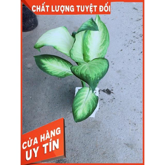 Chậu Vạn Niên Thanh