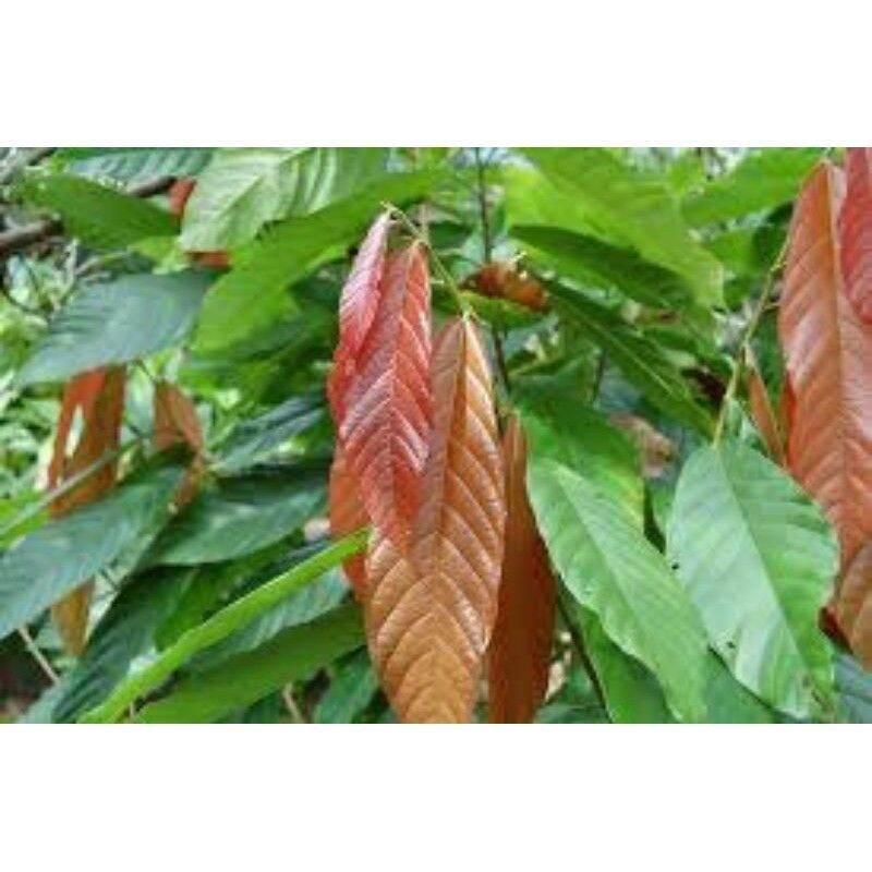 CÂY CA CAO GIỐNG CHO TRÁI SỚM . *