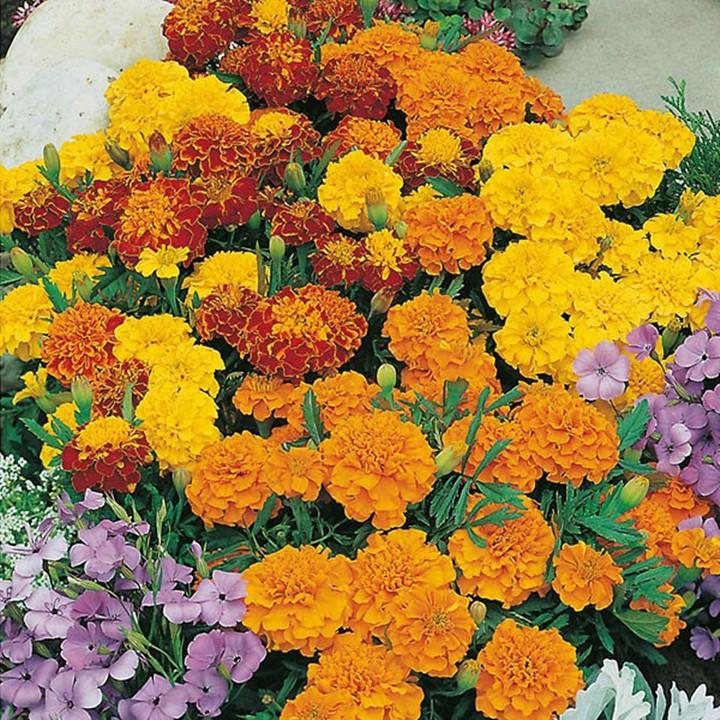 Hạt Giống Hoa Vạn Thọ Pháp Nhiều Màu - 1Gr