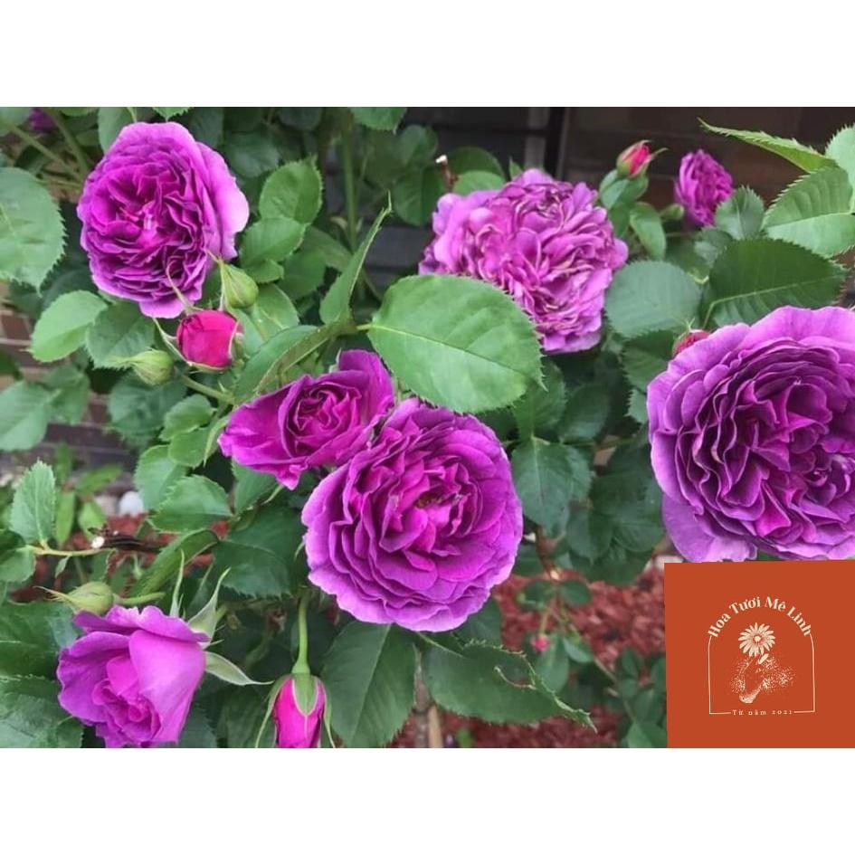 Hoa hồng ngoại Minerva tím đậm đà tuyệt đẹp cô nào hấp dẫn đến từ bỉ