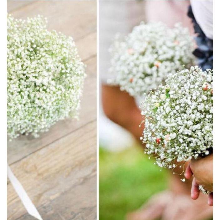 Hạt Giống Hoa Baby Hoa Trắng KNS3636 - Gói 50 hạt