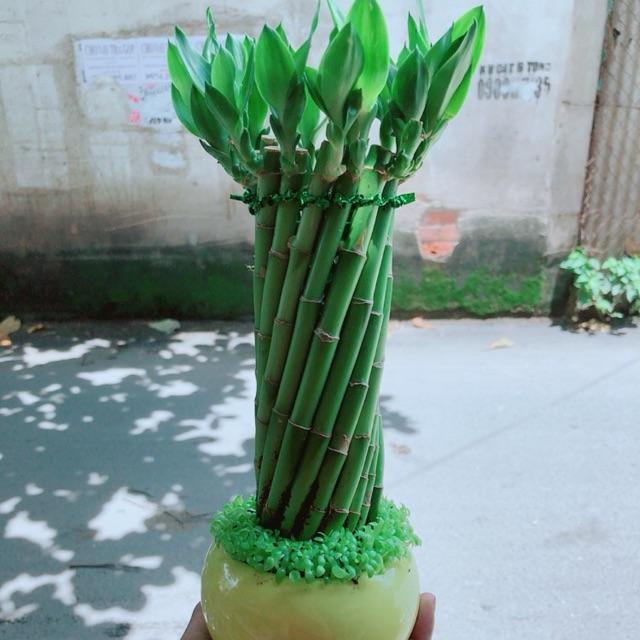 Chậu Trúc Phát Tài