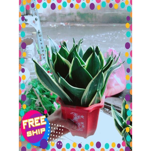 Chậu Lưỡi Hổ Thái Xanh