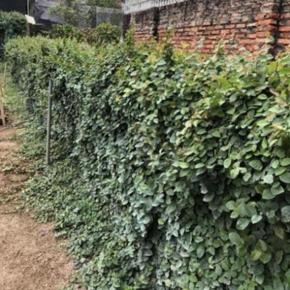 CÂY VẢY ỐC TRỒNG BỊCH ĐEN NHIỀU NGỌN SUM SUÊ DÀI 15-20CM CÂY SỐNG KHỎE THÍCH HỢP LÀM CÂY LEO BÁM